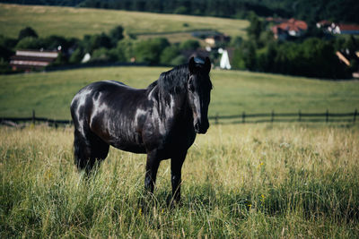 Horse standing on field