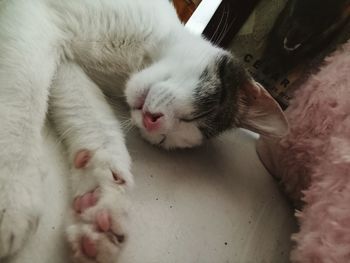 Close-up of cat relaxing on bed