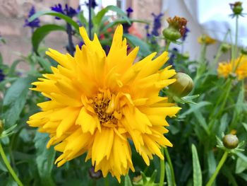 Close-up of yellow flowering plant