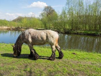 Horse in a farm