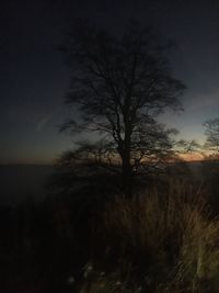 Silhouette bare tree on landscape against sky at night