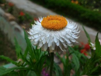 Close-up of yellow flowers