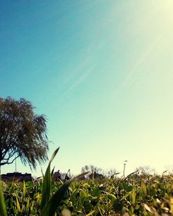 Plants growing on field against clear blue sky