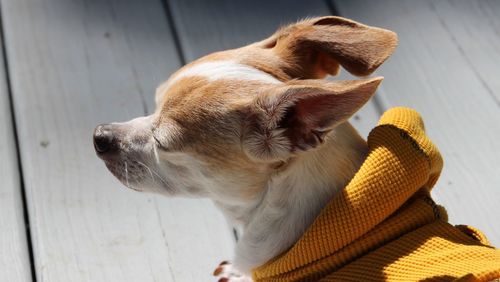 High angle view of dog looking away