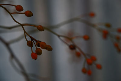 Close-up of berries growing on tree