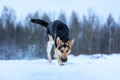 Dog on snow covered land