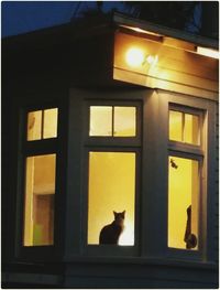 Cat looking away