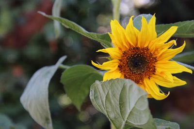 Close-up of yellow flower