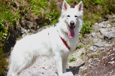 Dog standing on rock