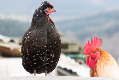 Close-up of chicken against houses