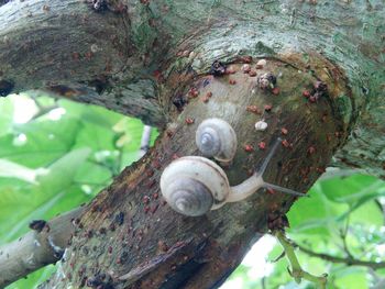 Close-up of snail on tree trunk