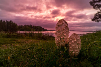 Plants on field against sky during sunset