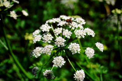 Close-up of white flowering plants