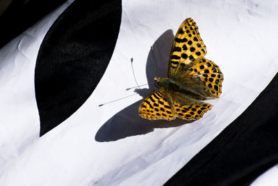 High angle view of butterfly on flower