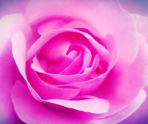 Close-up of pink rose