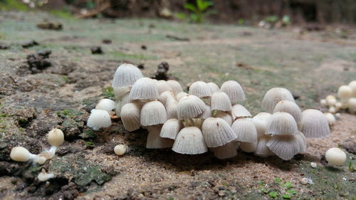 Close-up of mushrooms on field