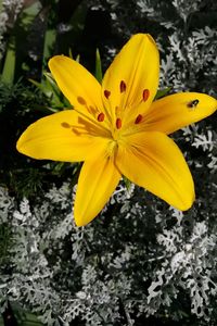 High angle view of yellow flowering plant