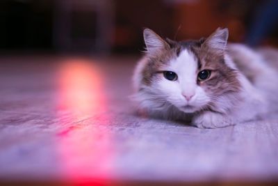 Close-up portrait of cat