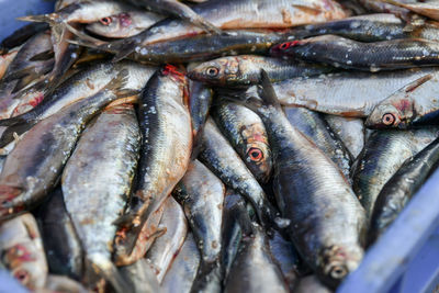 Raw herring in a box on the market