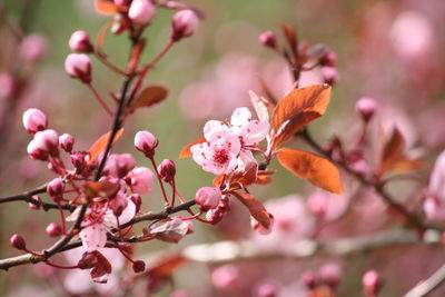 Close-up of pink flowers on branch