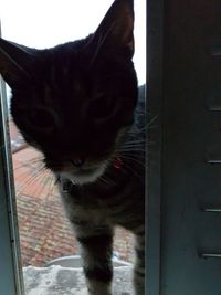 Close-up portrait of a cat