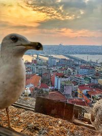 High angle view of seagull in city against sky during sunset