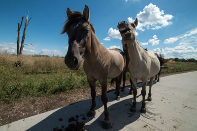 Horses standing in ranch