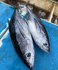 High angle view of fish for sale at market