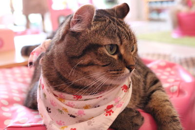 Close-up of a cat looking away at home