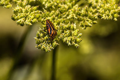 Close-up of butterfly pollinating on flower