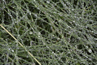 Close-up of dew drops on grass