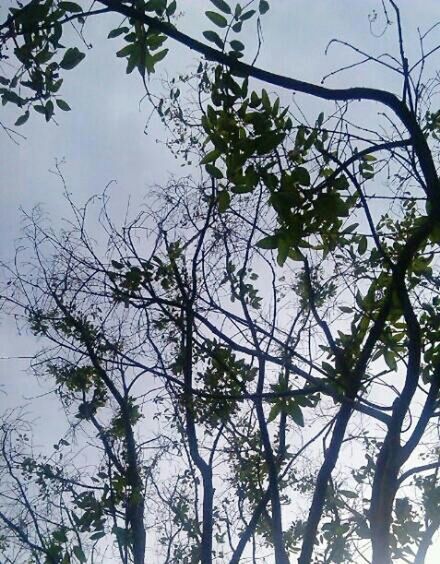 branch, tree, low angle view, bare tree, sky, tranquility, nature, beauty in nature, growth, scenics, outdoors, day, no people, cloud - sky, tranquil scene, silhouette, high section, tree trunk, cloud, clear sky