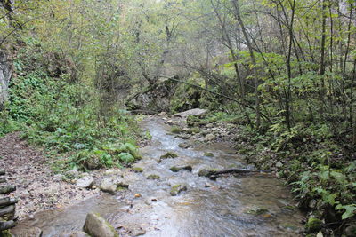 Stream flowing through rocks in forest