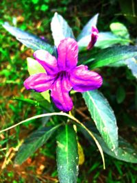 Close-up of flower blooming outdoors