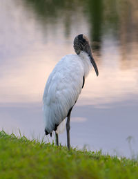 Close-up of a bird