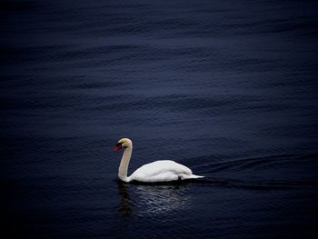 Swan swimming in lake