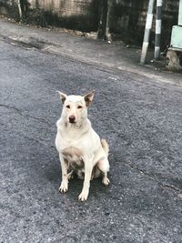 High angle portrait of dog standing on street