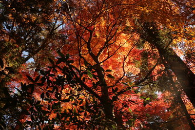 Low angle view of trees against sky during autumn