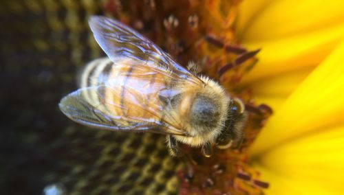 Close-up of butterfly pollinating on flower