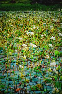 Plants growing in lake