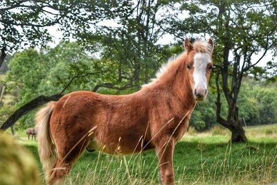 Horse standing on field against trees