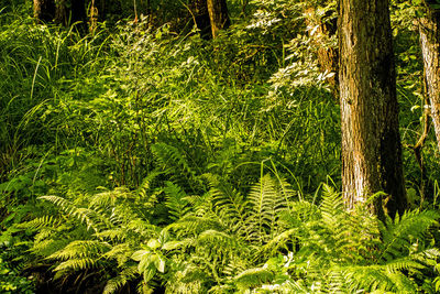 View of leaves and trees in forest