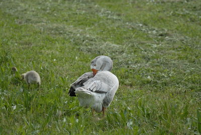 Ducks on a field