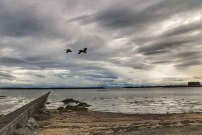 Seagulls flying over sea against sky