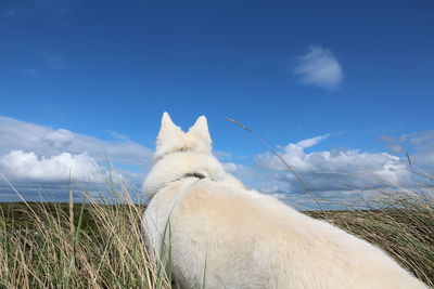 Big white dog