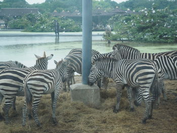 zebra