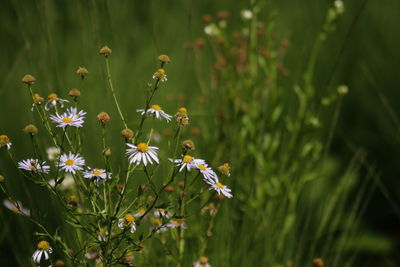 Close-up of wildflower