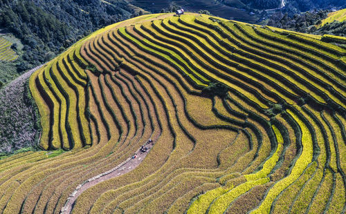 Terraced rice fields in yen bai, vietnam