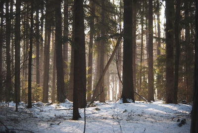 Trees in forest during winter