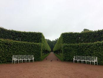 Trees against sky